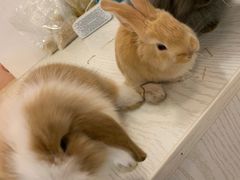 -浣熊柯尔鸭土拨鼠·电玩咖
