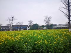 -田园东方蜜桃村的田野营地