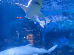 -烟台海昌鲸鲨海洋公园