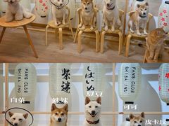 -柴迷FANS CLUB·柴犬狗咖·猫咖