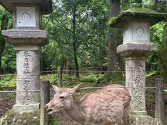 -奈良公园