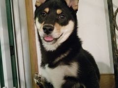 -喜柴咖啡·柴犬狗咖