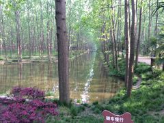 滨湖湿地公园-合肥滨湖国家森林公园