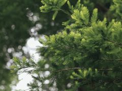 -中国科学院华南植物园