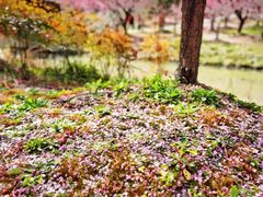 -花开海上生态园