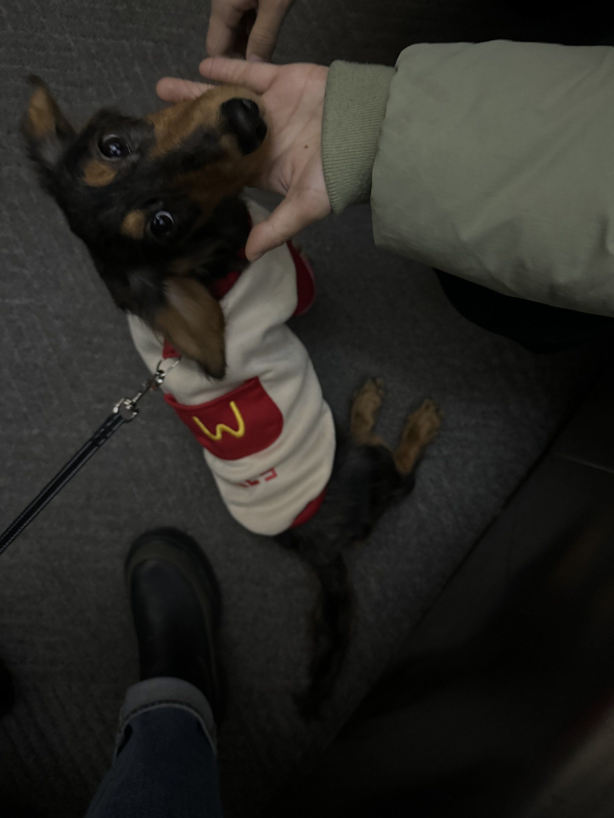 麦当劳小狗🐶#腊肠犬#迷你短毛腊肠犬