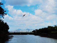 -福田红树林生态公园