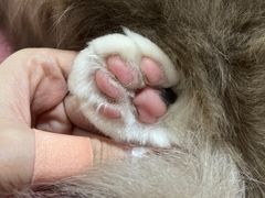 -瑞鹏宠物医院·猫科·宠保定点(梅溪湖分院)