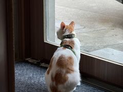 -Again Coffee Roaster(香蜜湖店)