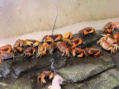 -正佳雨林生态植物园
