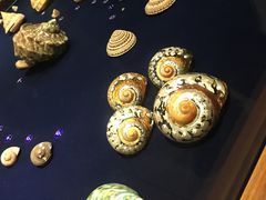 -青岛贝壳博物馆