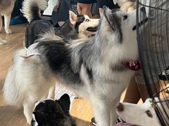 -Husky Go! 哈士奇体验馆·宠物咖啡厅狗咖