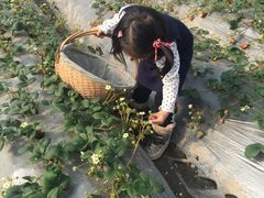 -青浦采草莓天天草莓园