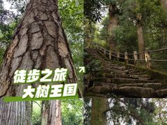 -天目山大树王景区