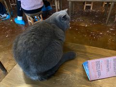 -猫猫幼稚园·撸猫·桌游·电玩
