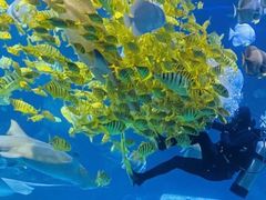 -太平洋海底世界