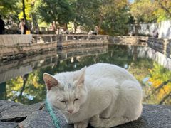 -西园寺素食(西园弄戒幢律寺店)