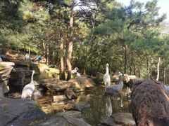 -燕塞湖鸟语林景区
