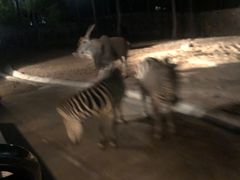 -清迈夜间动物园