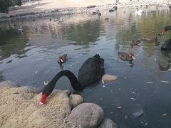 景点-新疆天山野生动物园