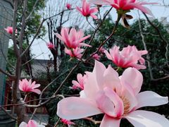 -西安大兴善寺