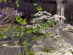 -九献创意菜·牛排料理(亮马河花园店)
