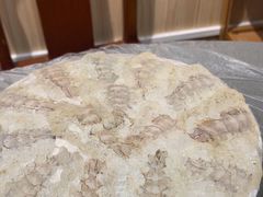 -官塘陈记鱼生·潮汕砂锅粥·牛肉火锅(潮枫路总店)