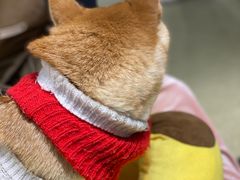 -逗柴咖啡屋·狗咖猫咖宠物桌游