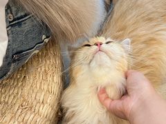 -瞄一喵猫咖(格力海岸店)