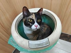 -瑞鹏宠物医院·夜间急症·心超·猫科(祖庙分店)