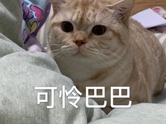 -伟伟宠物医院·CT影像中心·瑞派犬猫综合性门诊(汉口总院)