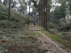 -午潮山国家森林公园