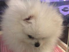 -FAELING PETS美天灵宠物(富力广场店)