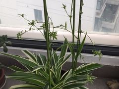-新湖明珠城