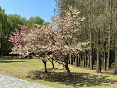 -同里国家湿地公园