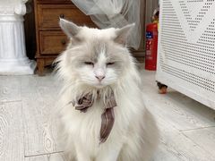 -共舞时光猫咖·狗咖(新街口店)