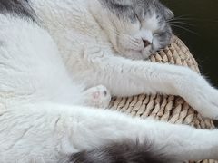 -猫猫幼稚园·撸猫·桌游·电玩
