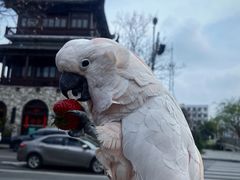 -四海楼(如皋定慧禅寺店)