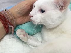 -爱侣宠医·鹦鹉专科·小型哺乳类·异宠专科(灵石路店)