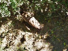 -北京麋鹿生态实验中心