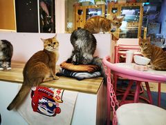 -囡的喵喵酱·萌宠生活馆·宠物洗护美容(胶州路店)