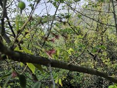 -杭州半山国家森林公园