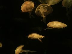 -欢乐海岸海洋奇梦馆