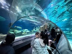 -大连圣亚海洋世界