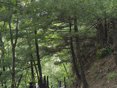 -王顺山国家森林公园