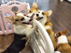 -柯斗斗主题餐厅·狗咖·围炉煮茶·茶饮(国瑞升平里店)