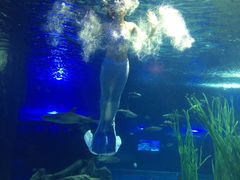 -锦艺城海洋馆