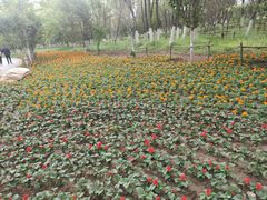 -长白岛森林公园