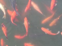 -有喜胶东小馆(超极合生汇太申祥和店)