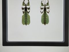 -上海昆虫博物馆